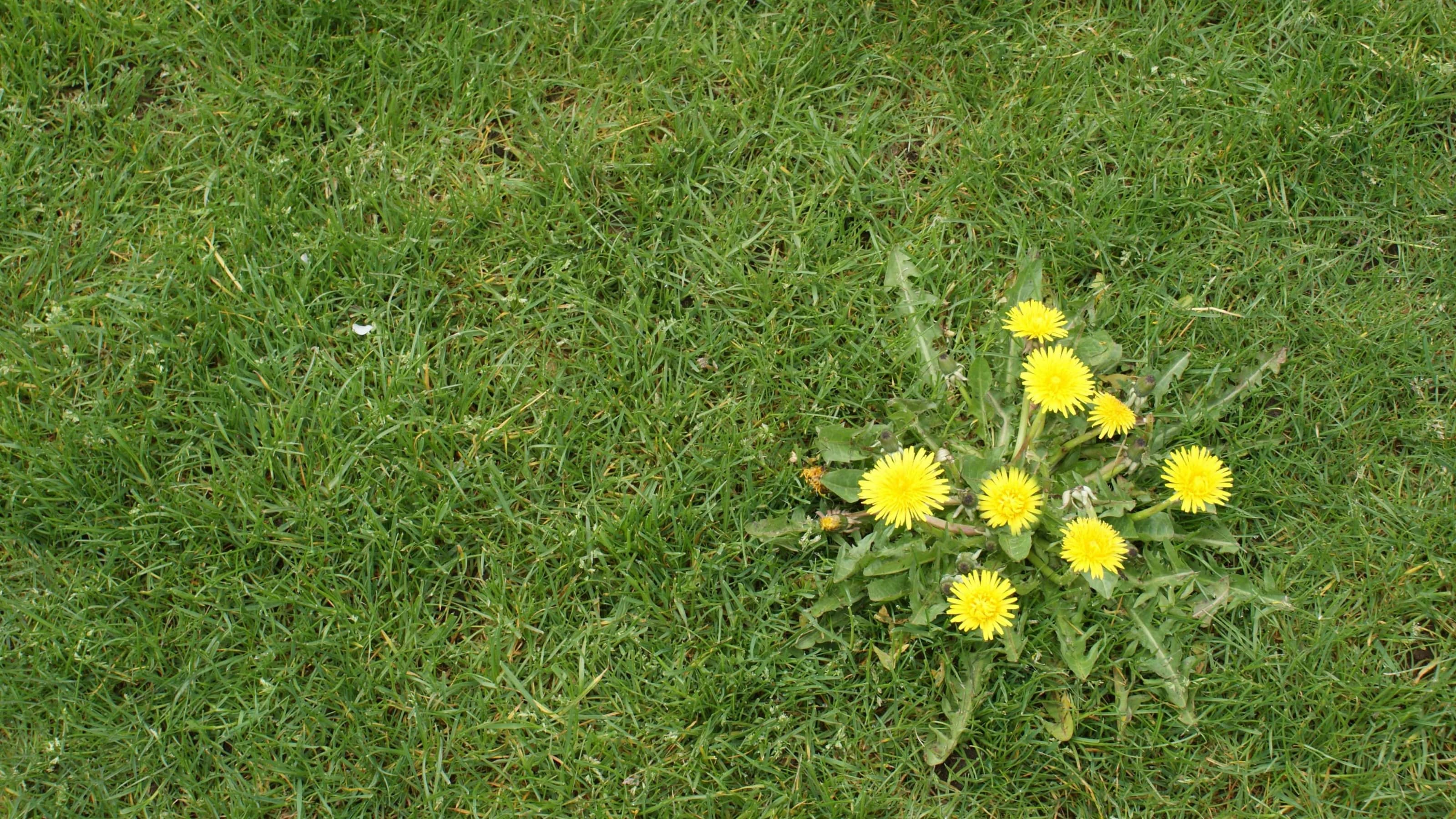 Picture of a lawn with a dandelion in it