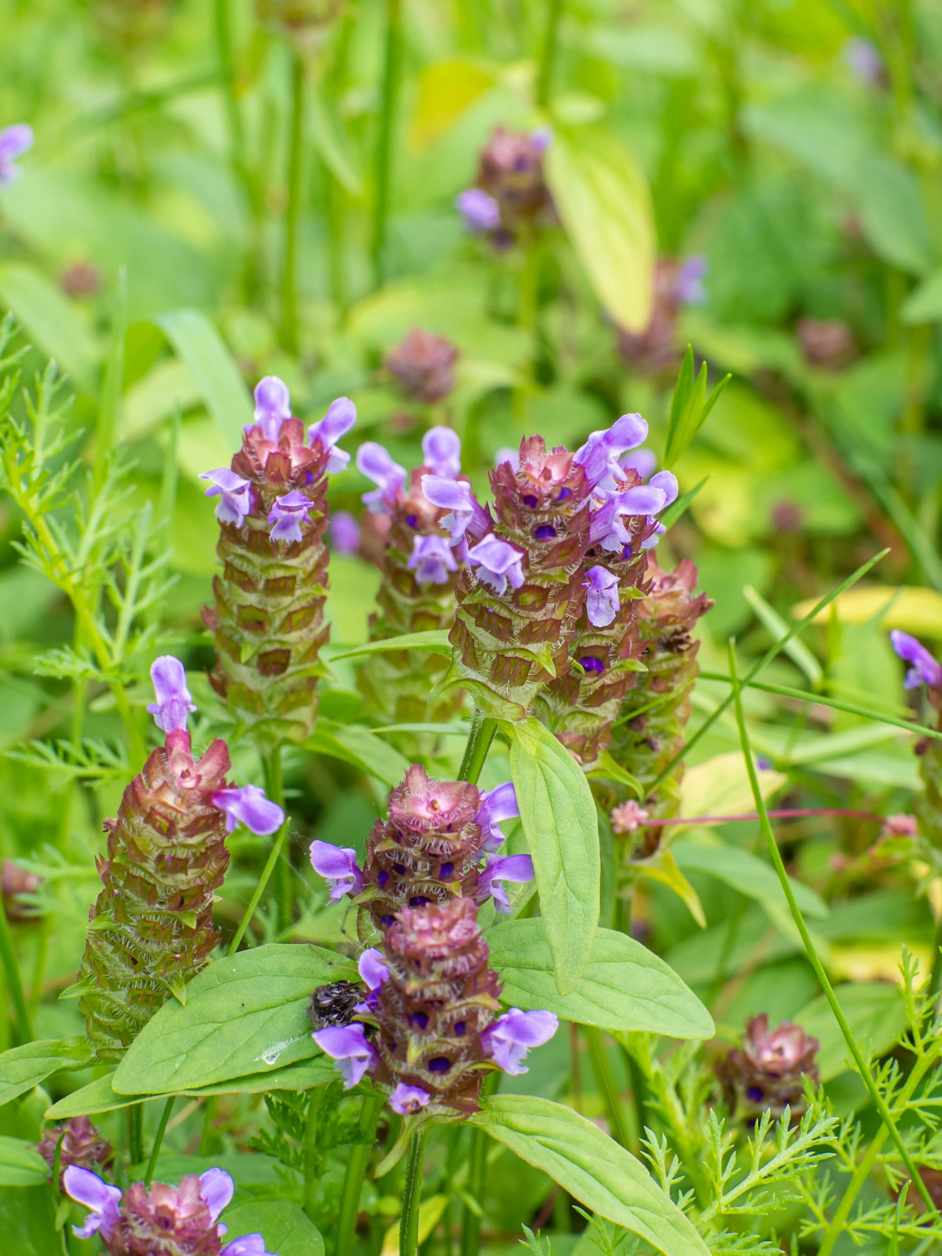 Close up image of purple flowerheads of Selfheal