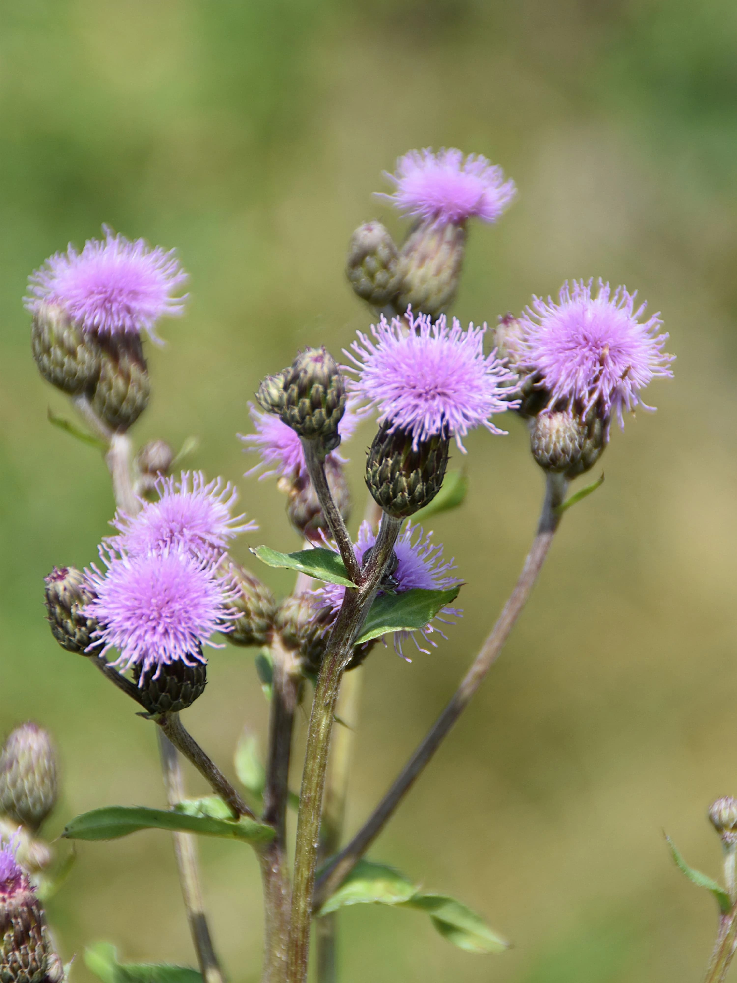 Image of the blooming purple flowerheads of the creeping thistle