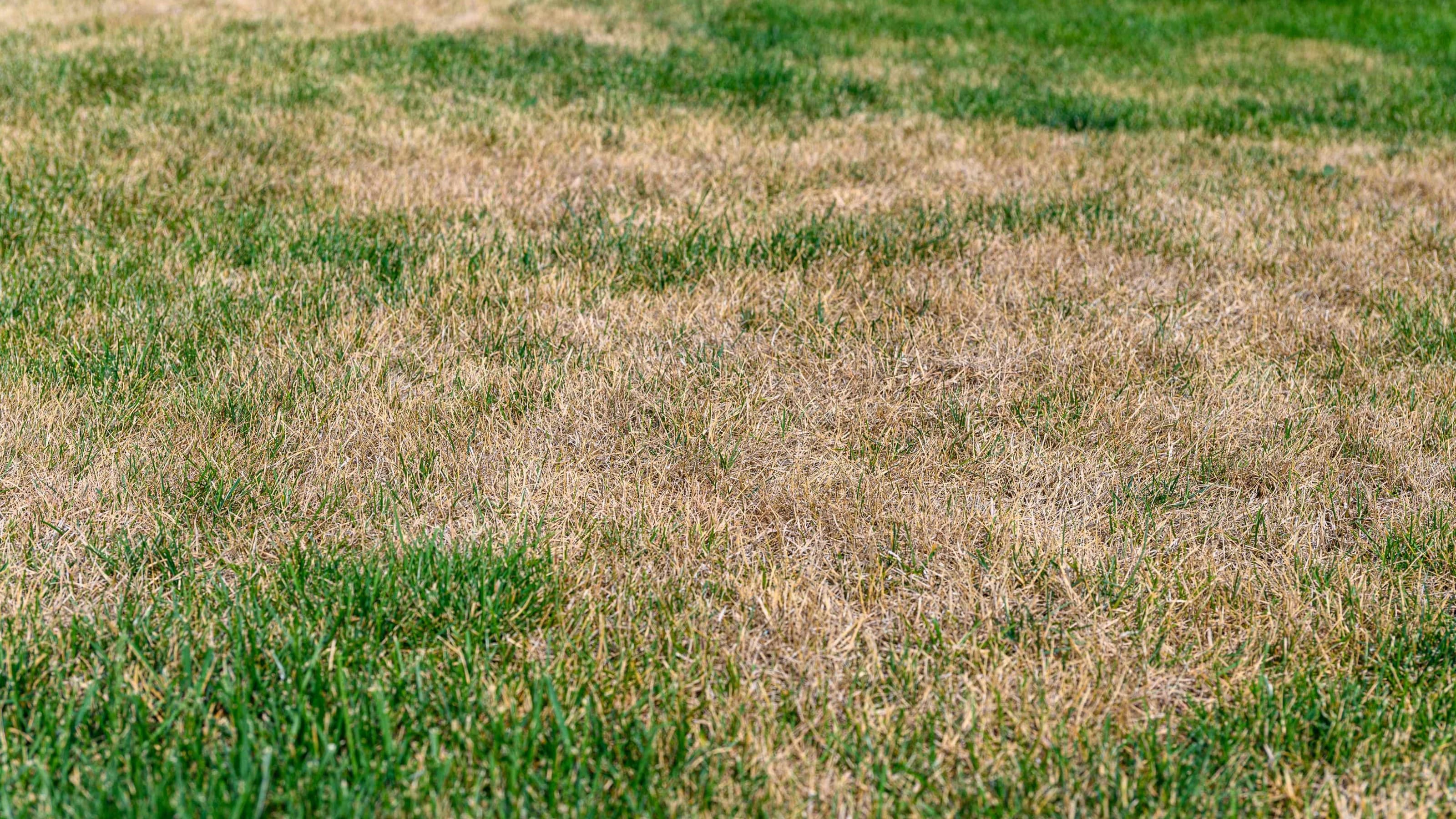 Patchy grass, lawn in bad condition and need maintenance.