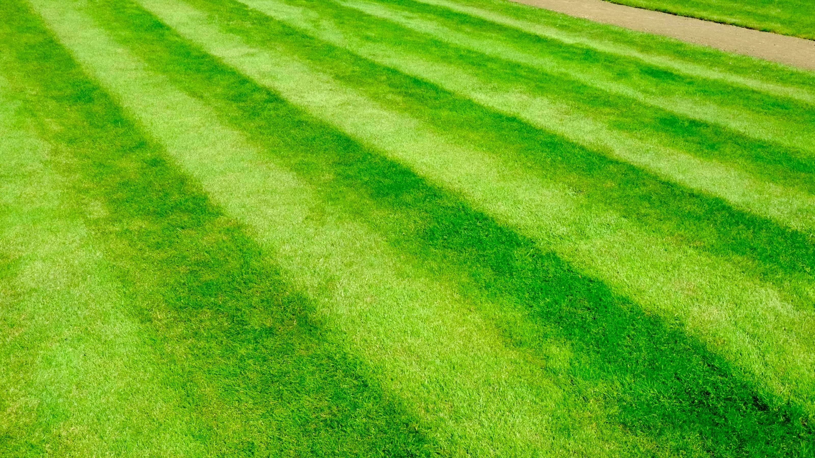 Recently cut garden lawn with mower stripes