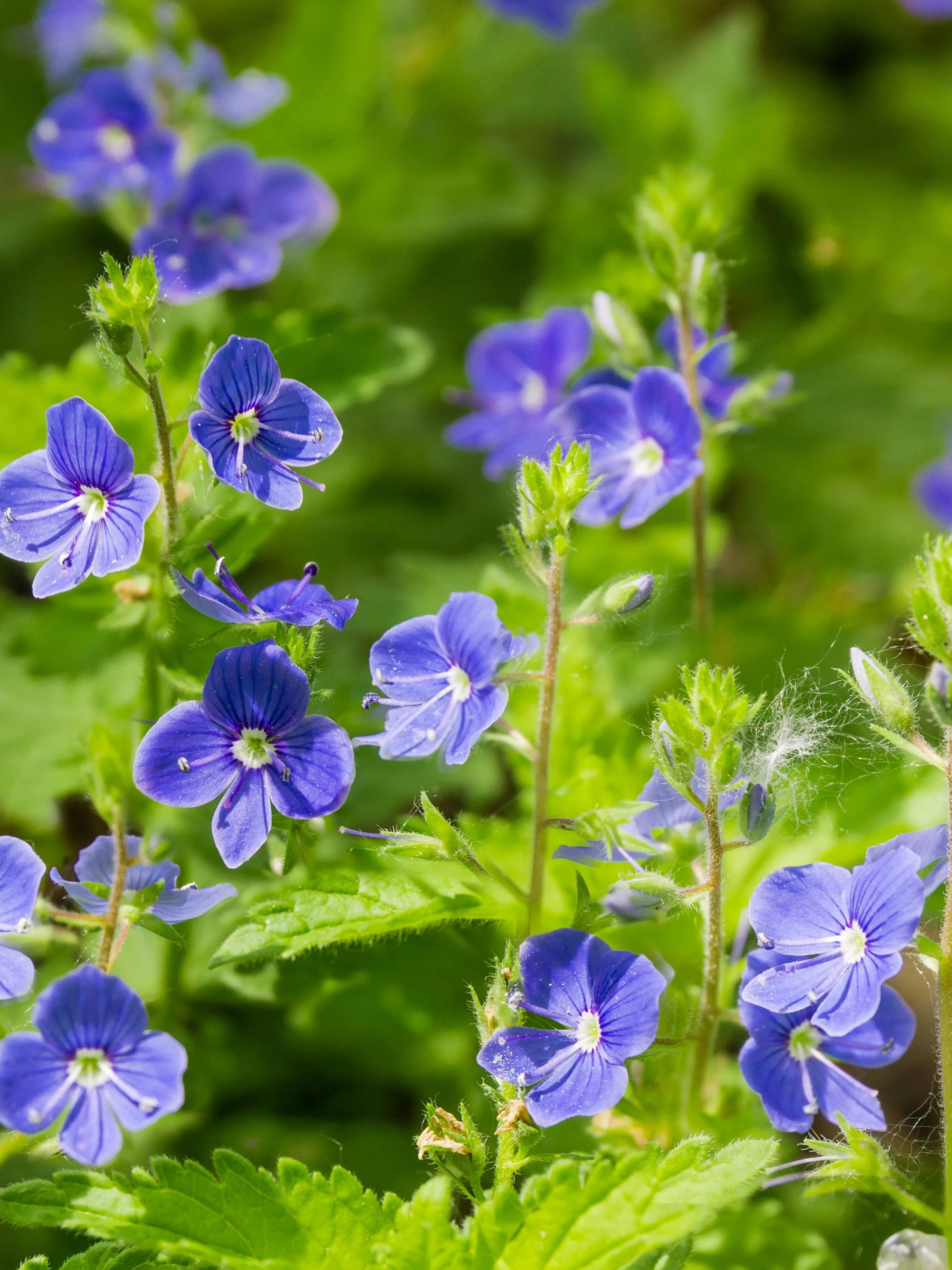 Close up image of the small blue flowerheads of germander speedwell