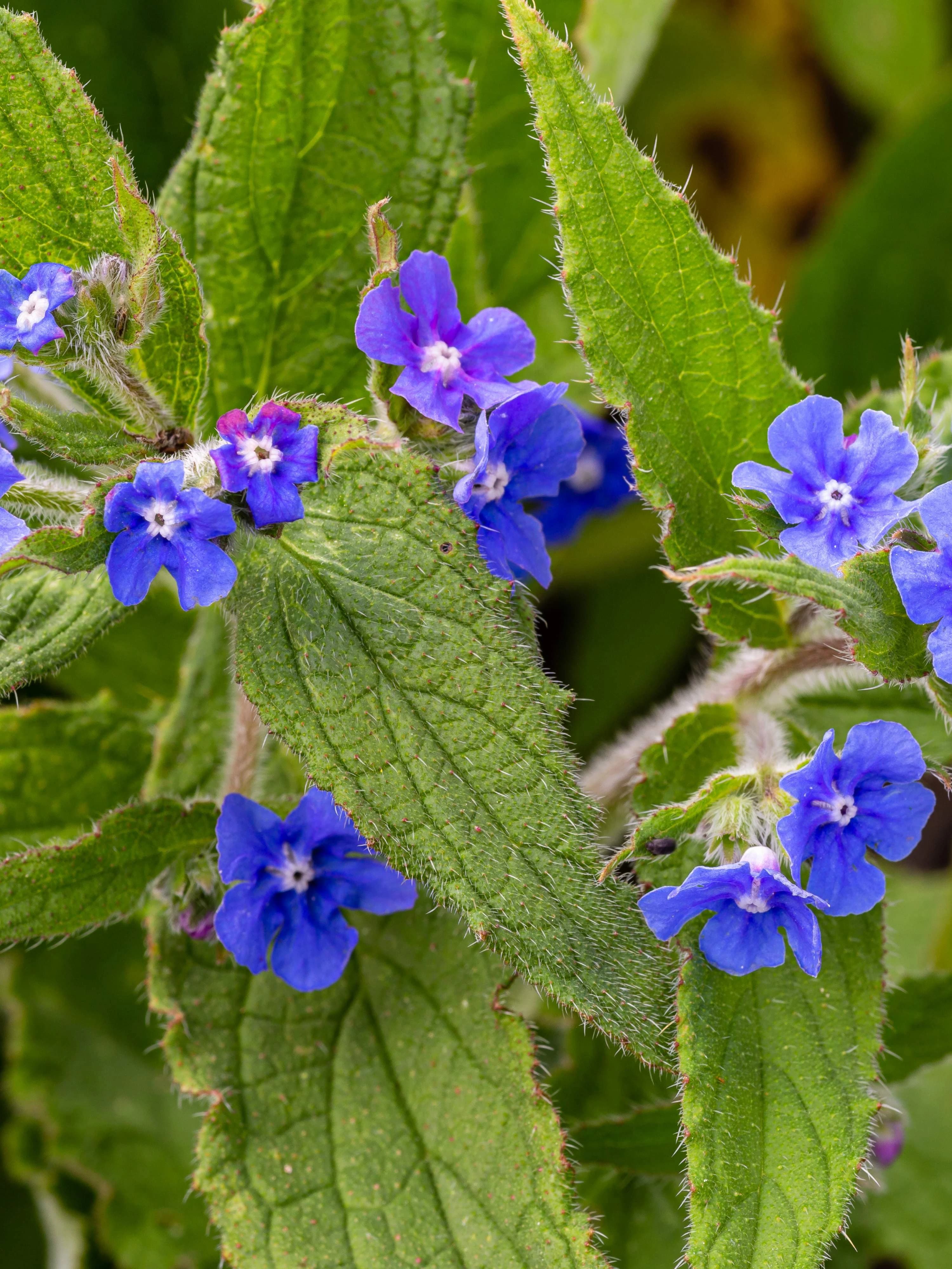 Image of blue flowers of the green alkanet