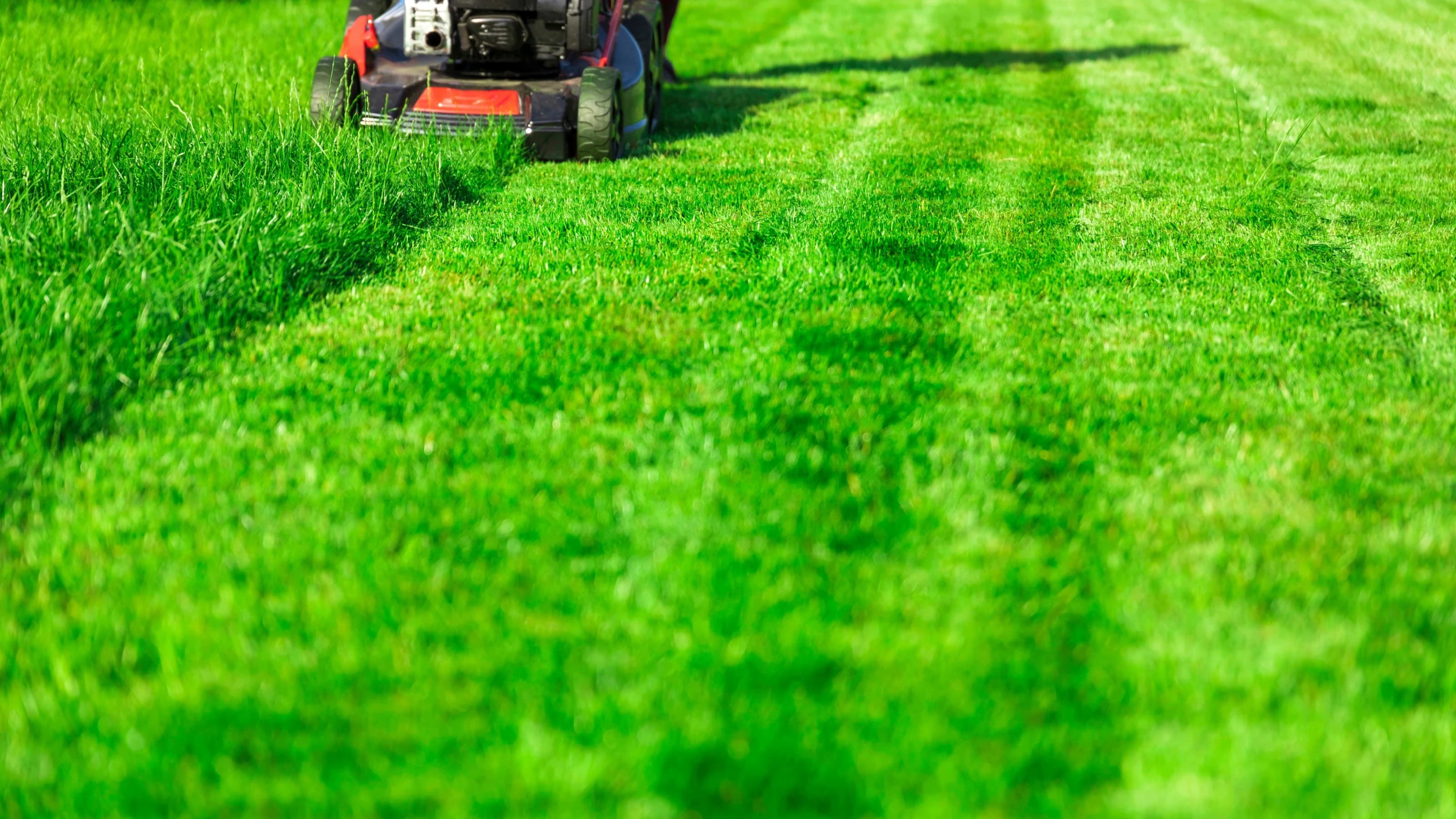 Lawn mower cutting green grass, mowing lawn