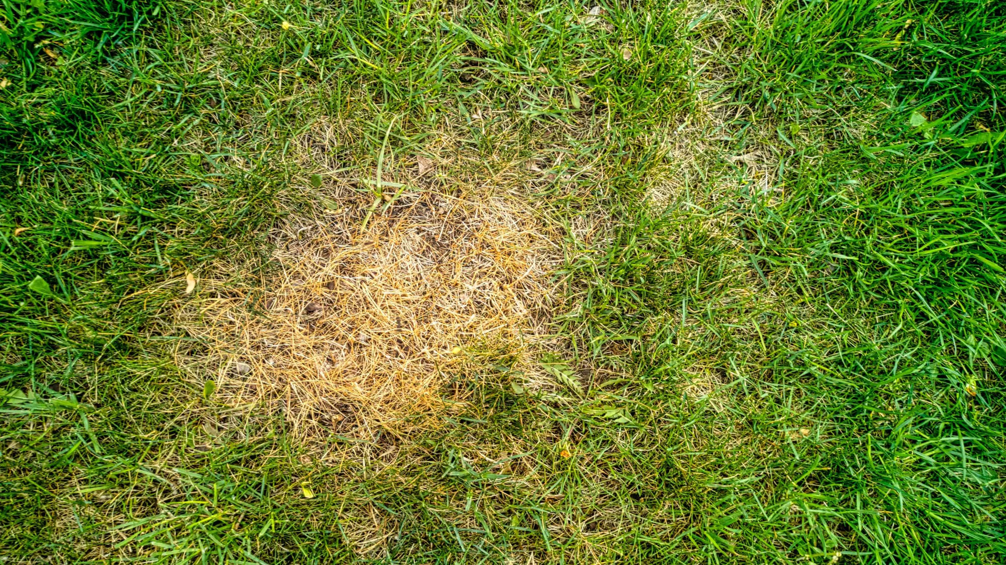 Lawn scorched by over fertilisation