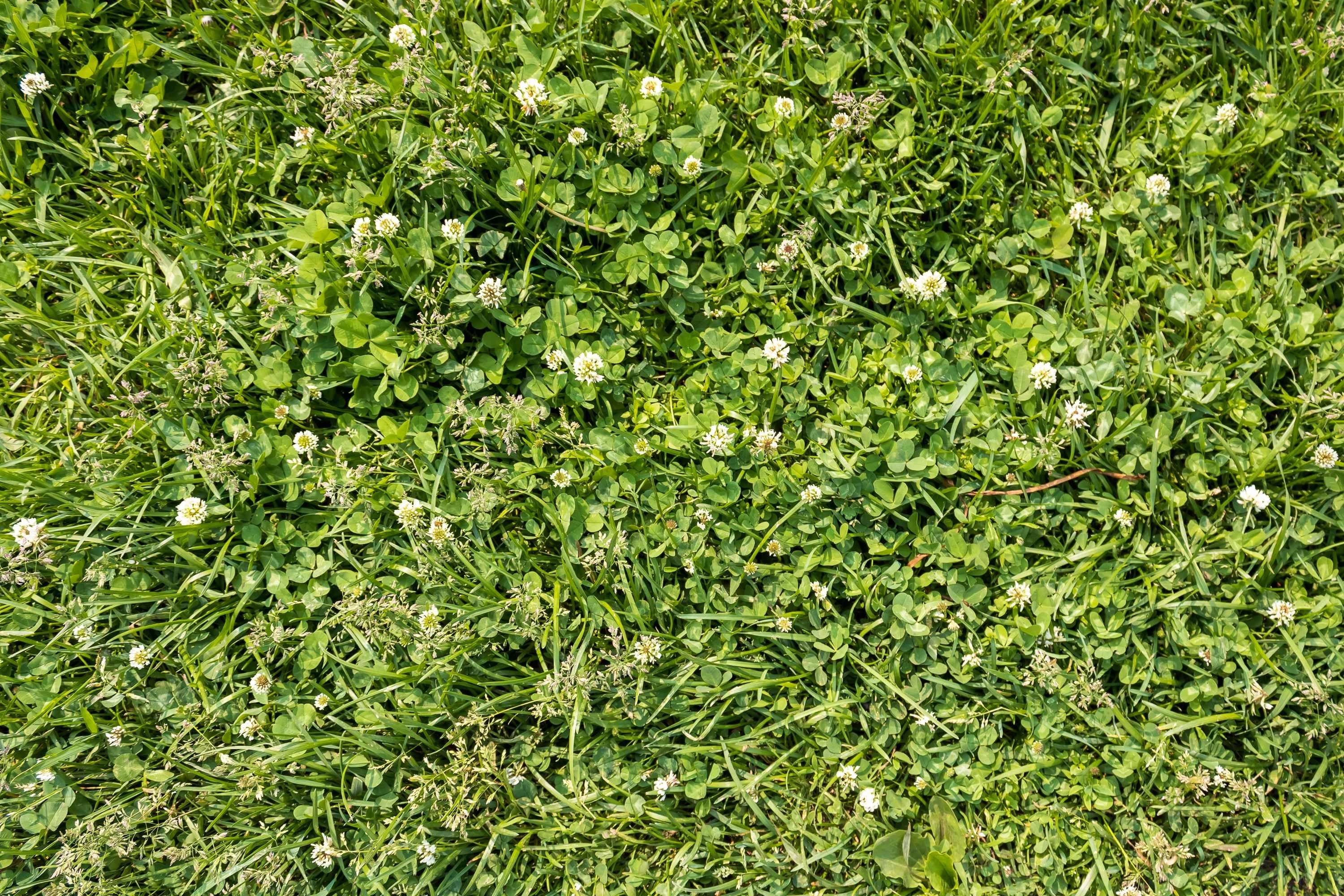 Green grass and white clovers in the lawn