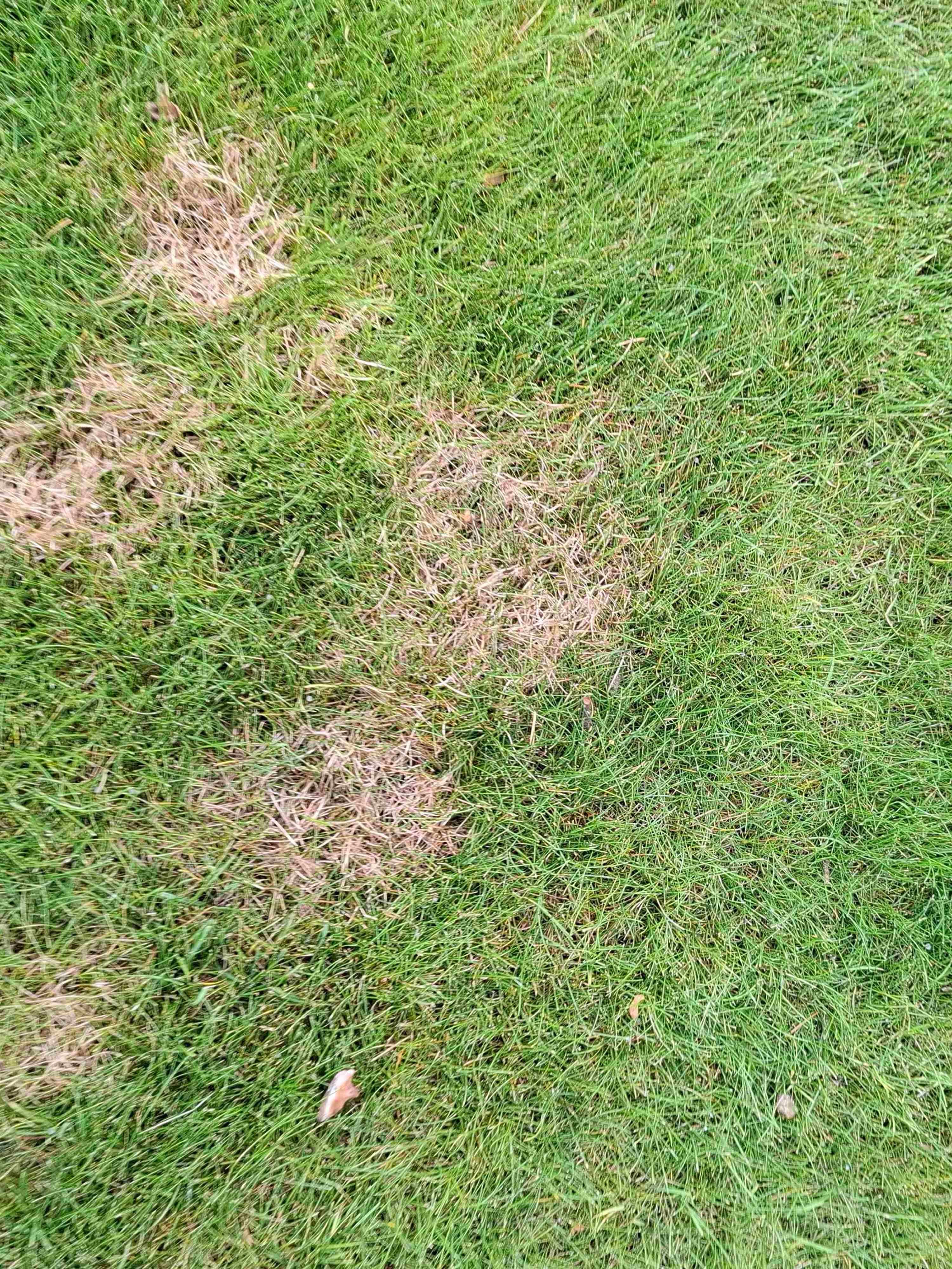 Lawn with red thread disease