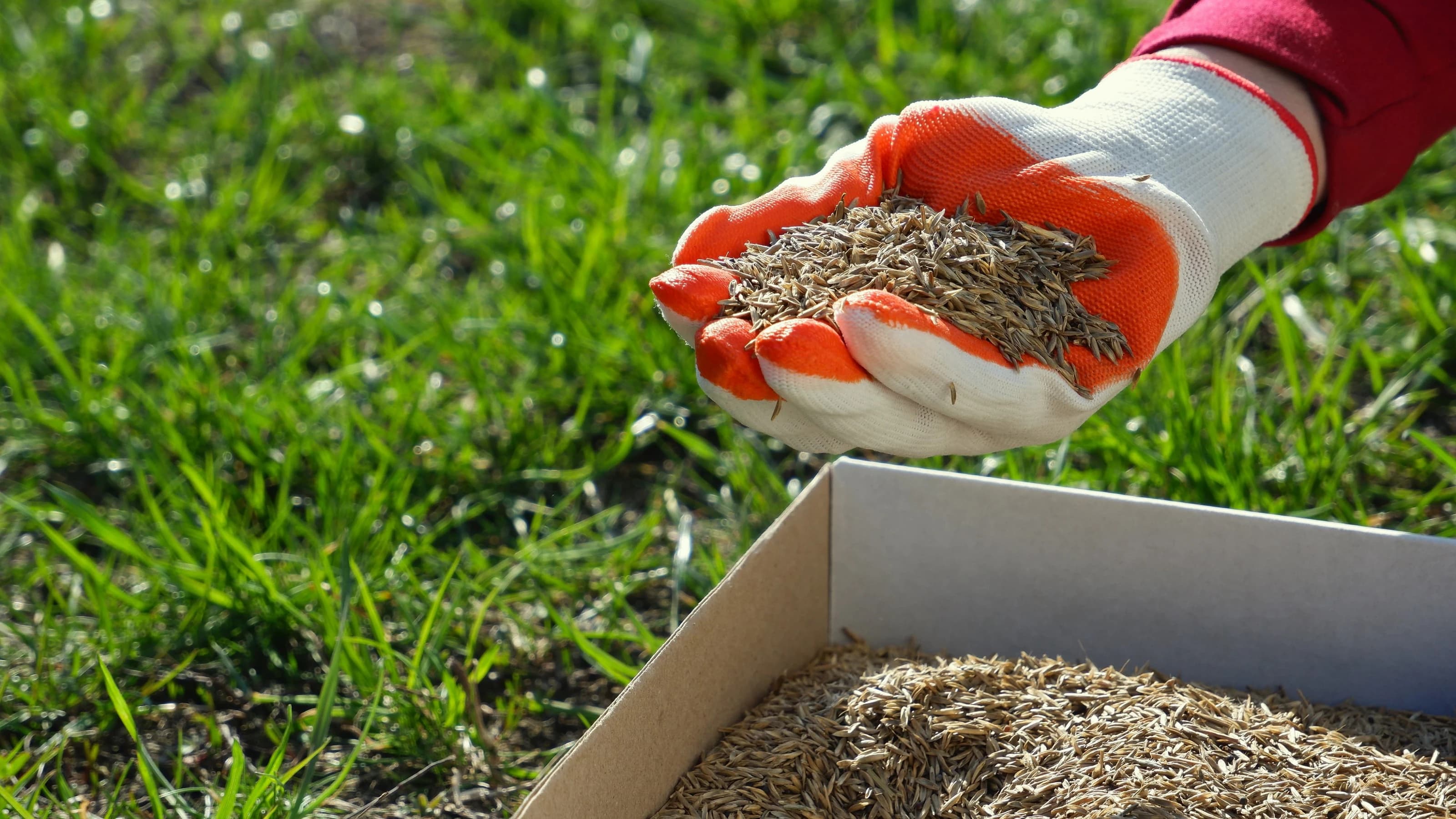 A female hand in a glove holds grass seed over a cardboard box, against a background of green grass.