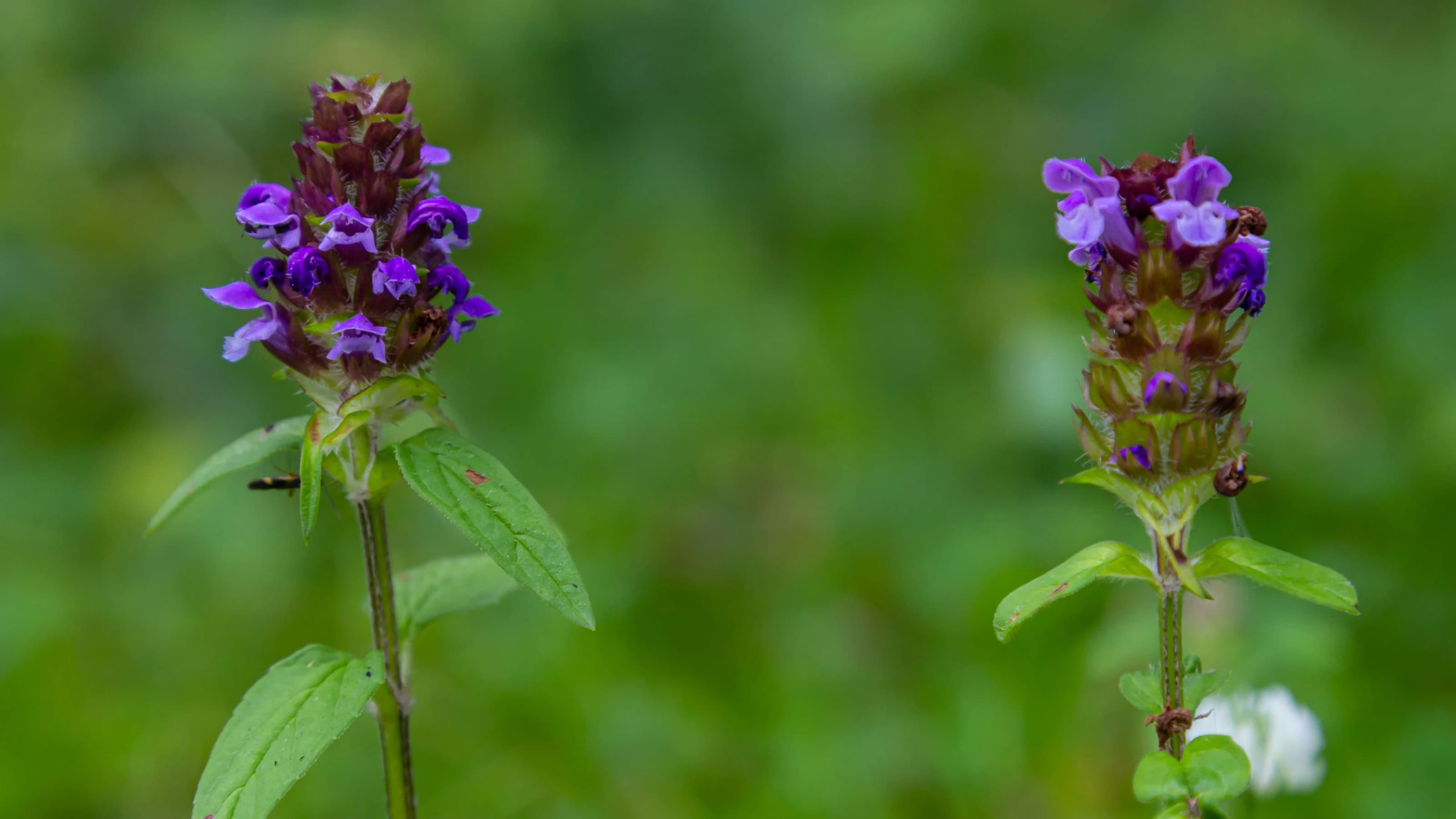 Close up image of purple flowerhead of Selfheal (Prunella Vulgaris)