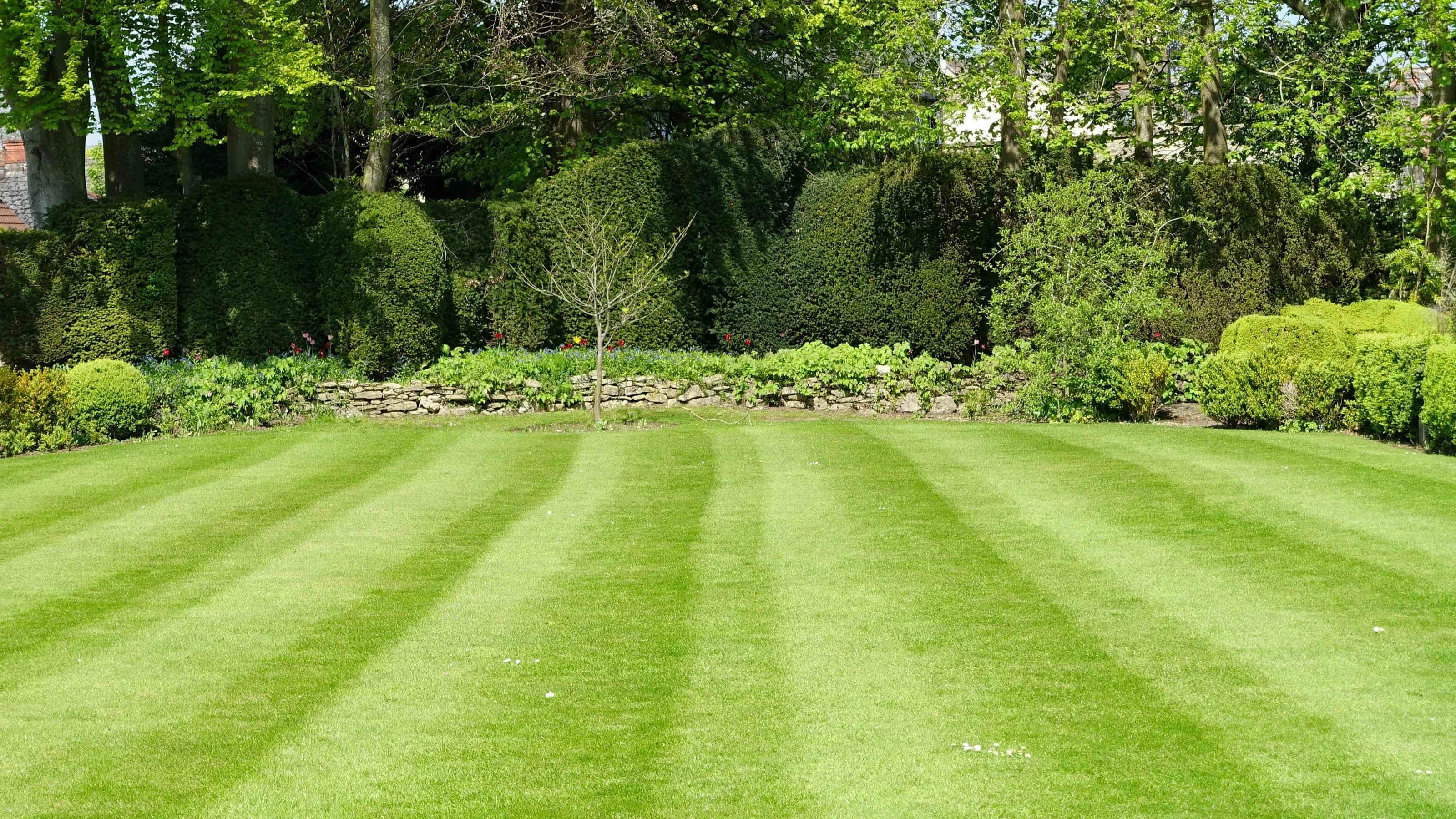 Striped lawn bordered by hedges
