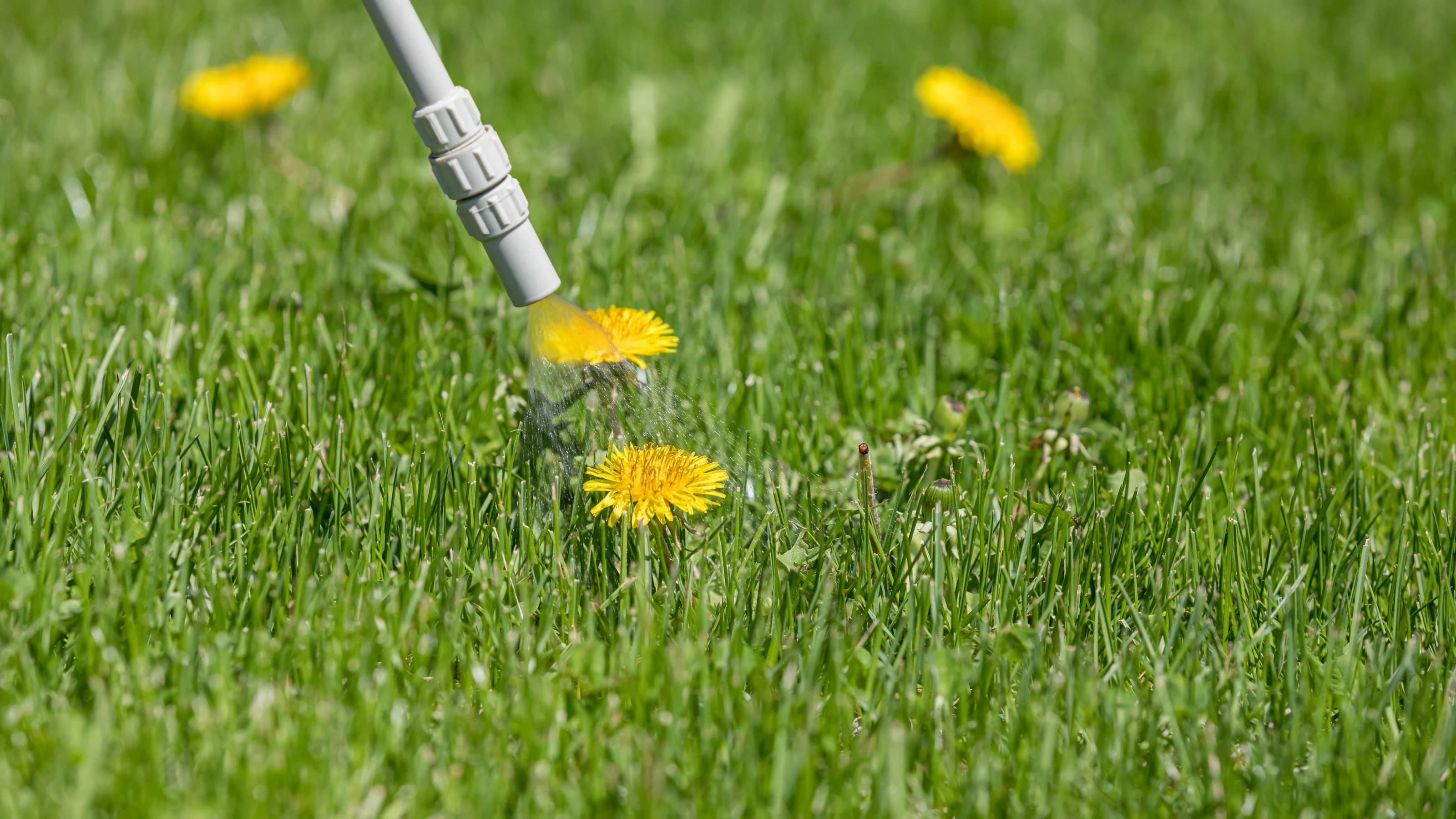 Dandelions in lawn being sprayed with weedkiller