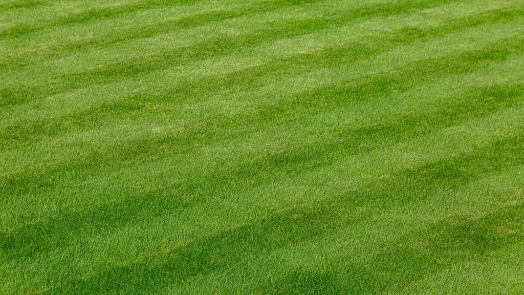 Benefits of Professional Lawn Treatment: Why It Matters