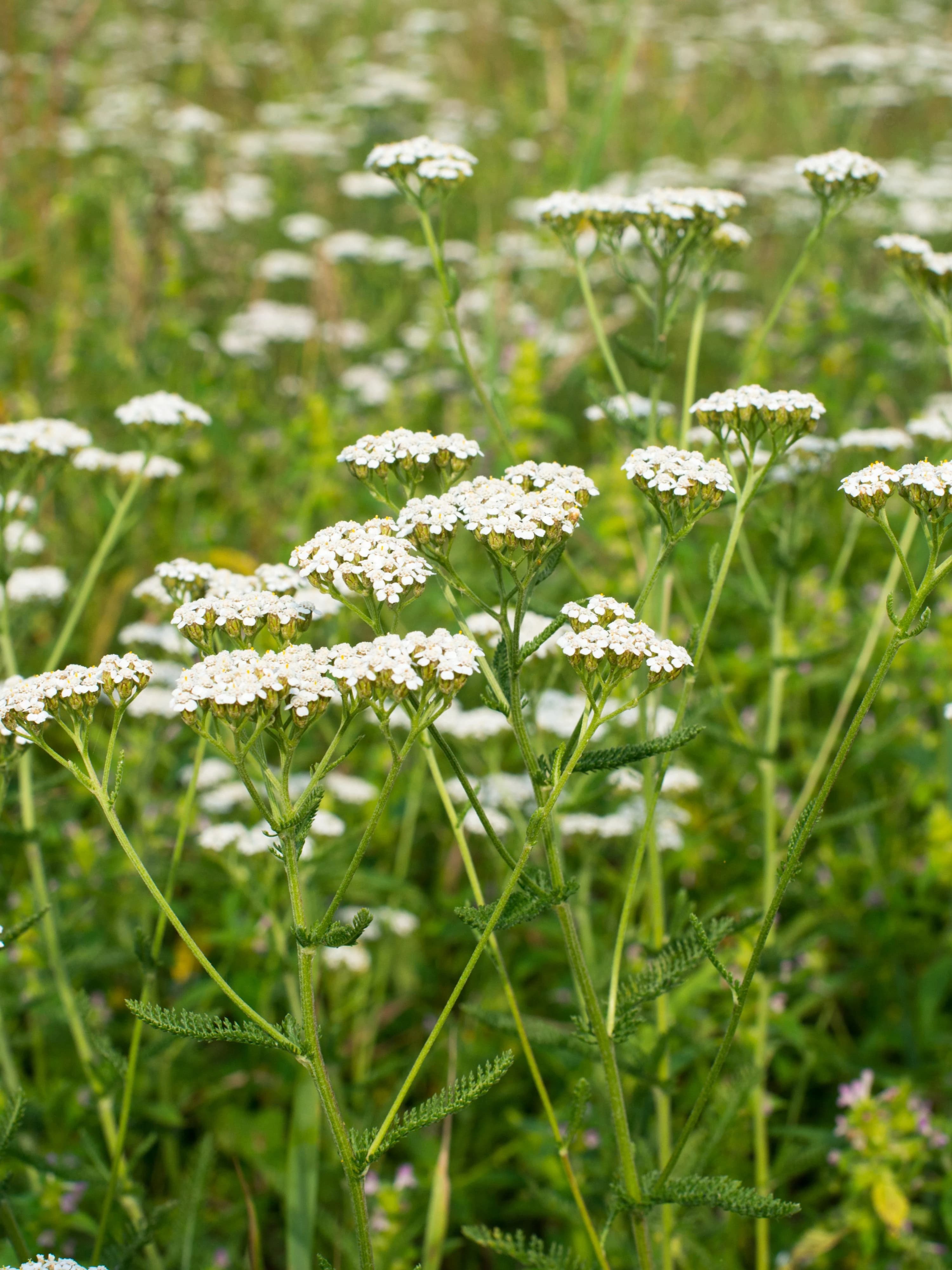 Image of small white flowers of the weed yarrow