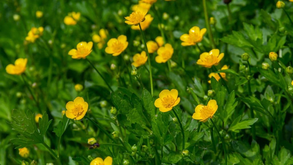 Common Weeds with Yellow Flowers: Lawn Care Tips